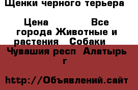 Щенки черного терьера › Цена ­ 35 000 - Все города Животные и растения » Собаки   . Чувашия респ.,Алатырь г.